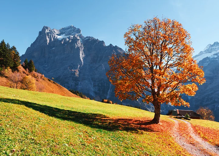 aaaa